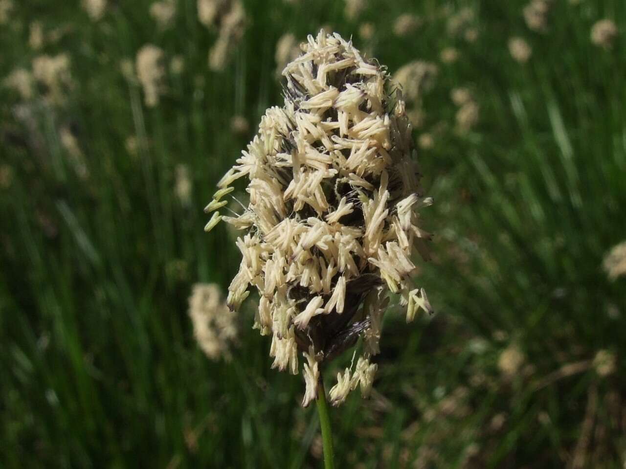 Image of Blue-green moor grass