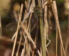 Image of Eastern Duskhawker