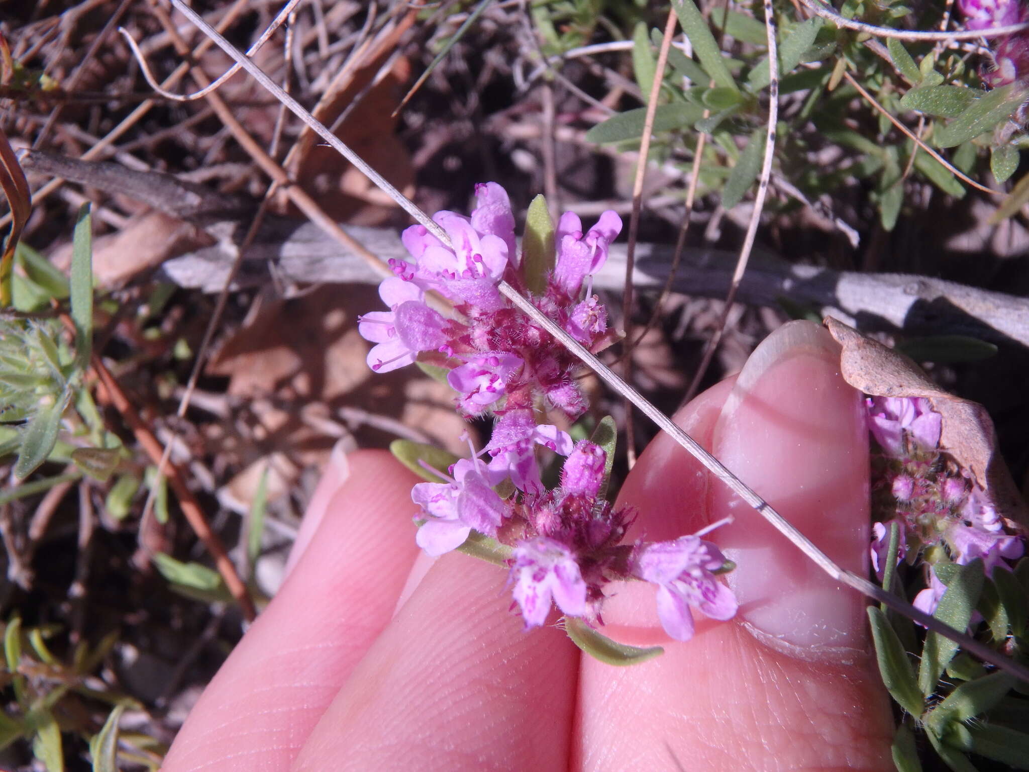 Image of Thymus dimorphus Klokov & Des.-Shost.