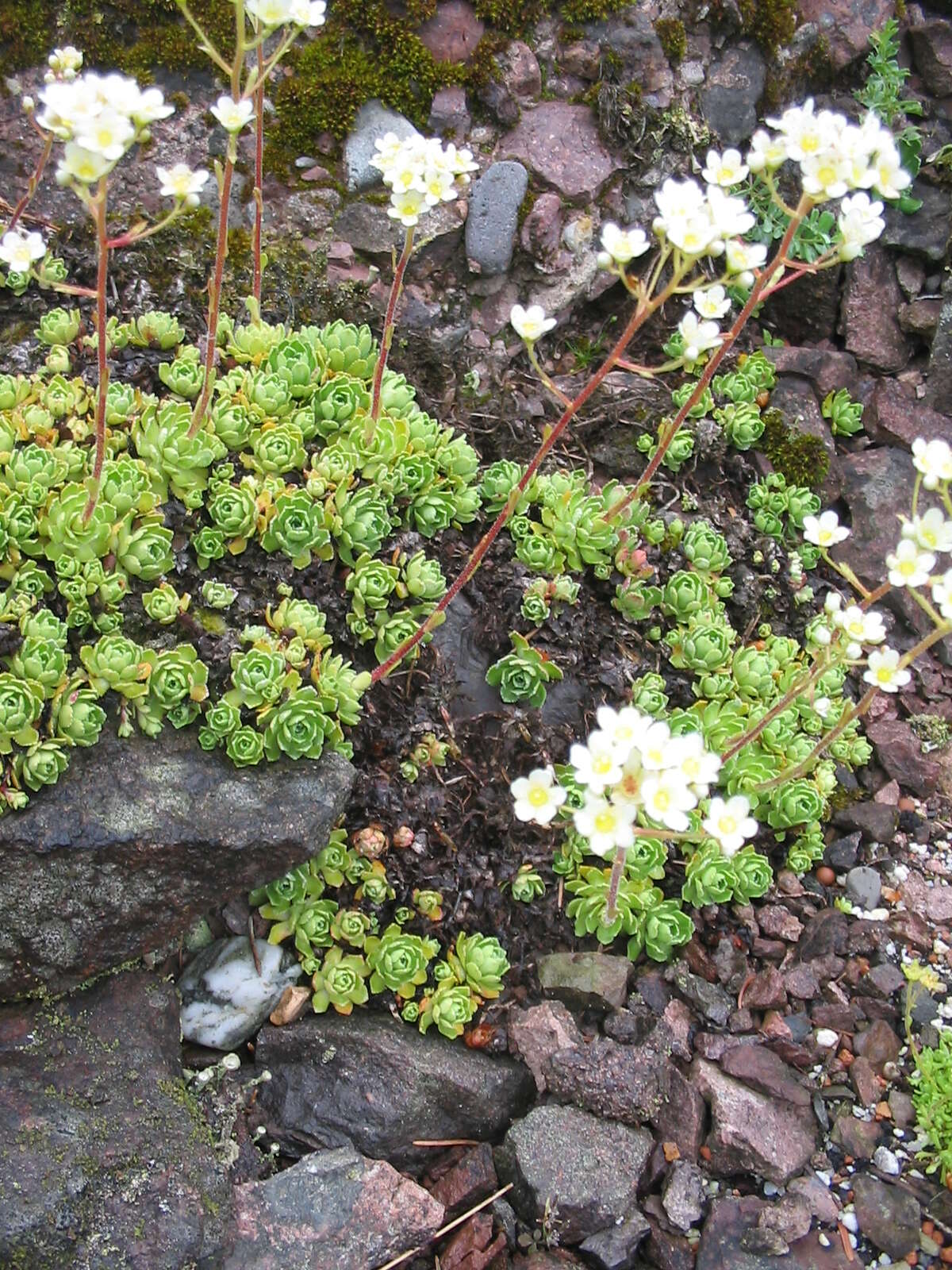 Image of Livelong Saxifrage