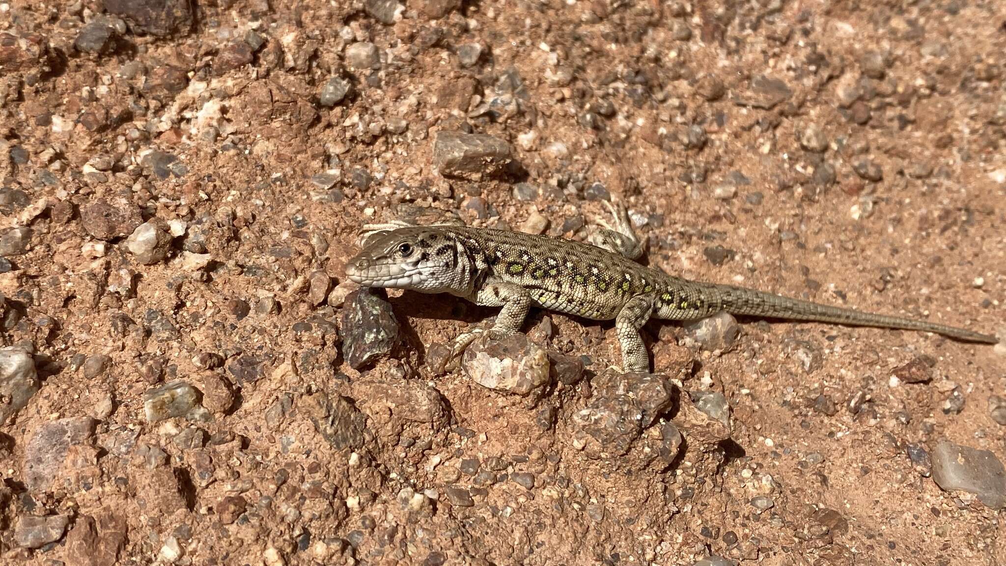 Image of Multi-ocellated Racerunner