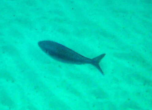 Image of Australasian salmons