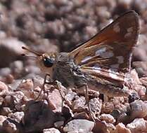 Image of Green Skipper