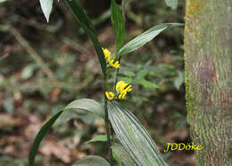 Image of Corymborkis flava (Sw.) Kuntze