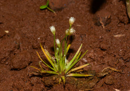 Image of Eriocaulon minutum Hook. fil.