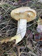 Image of Retiboletus vinaceipes B. Ortiz, Lodge & T. J. Baroni 2007