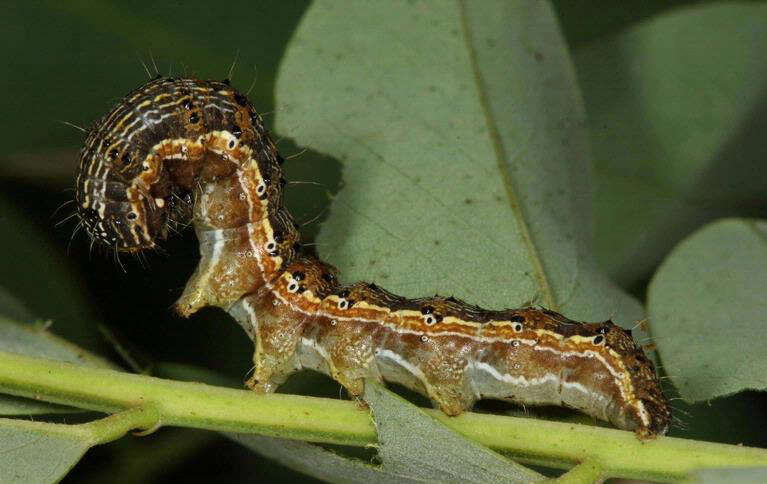 Image of cotton bollworm