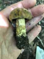 Boletus vermiculosoides A. H. Sm. & Thiers 1971的圖片