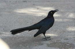 Image of Boat-tailed Grackle