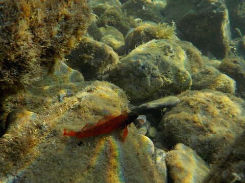 Image of Red-black triplefin