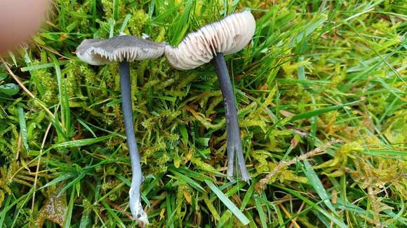 Слика од Entoloma corvinum (Kühner) Noordel. 1982