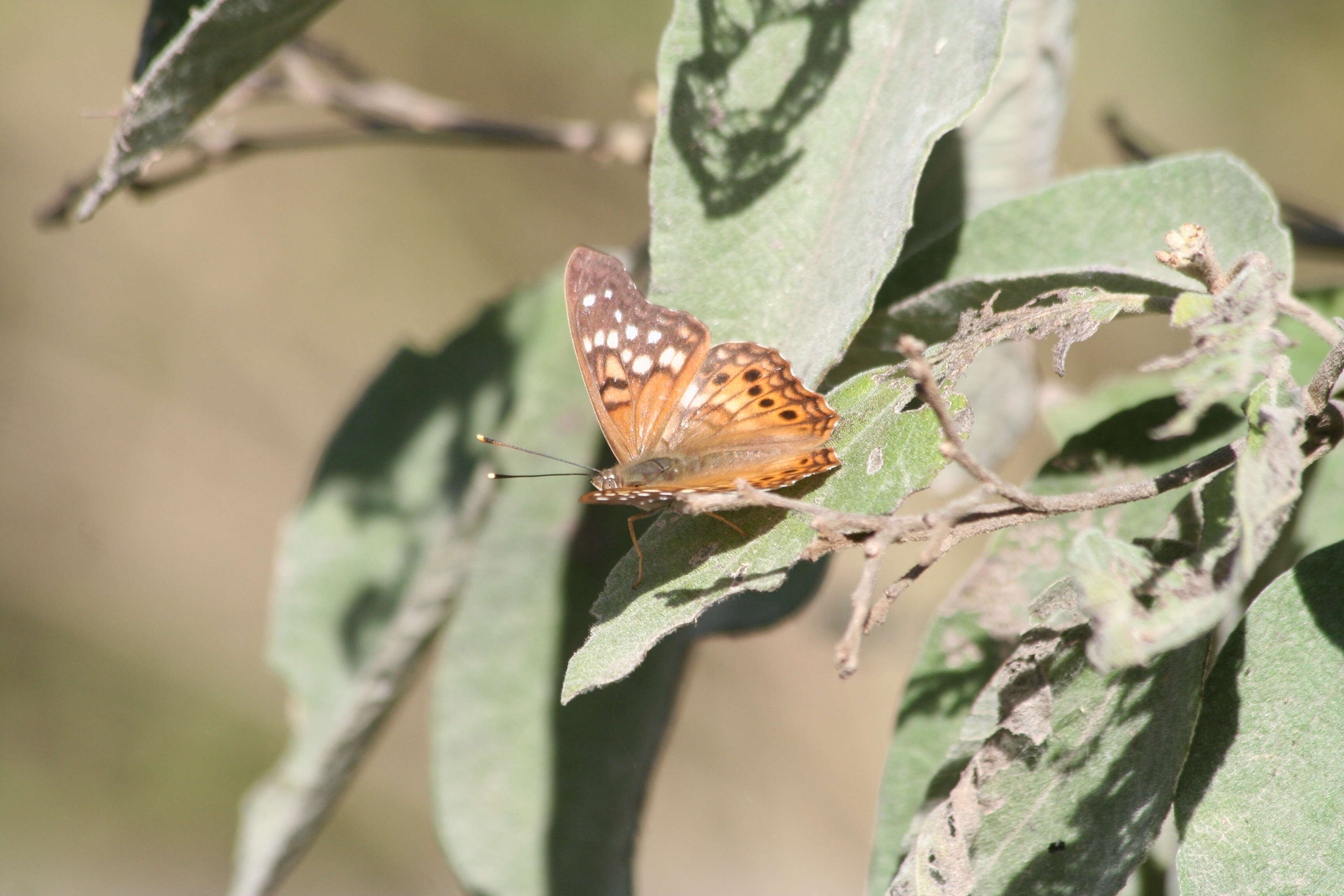 Image of Hackberry Emperor