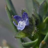 صورة Linaria micrantha (Cav.) Hoffmgg. & Link