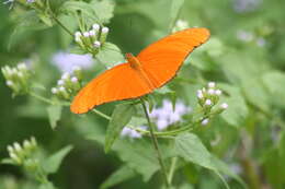 Image of Dryas