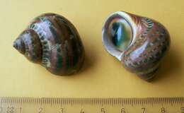 Image of cat's-eye shell