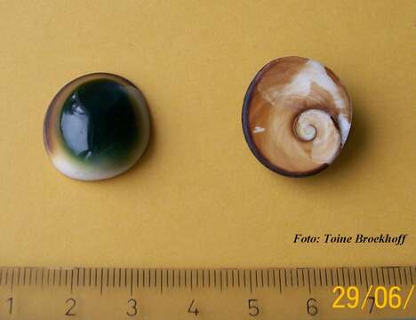 Image of cat's-eye shell