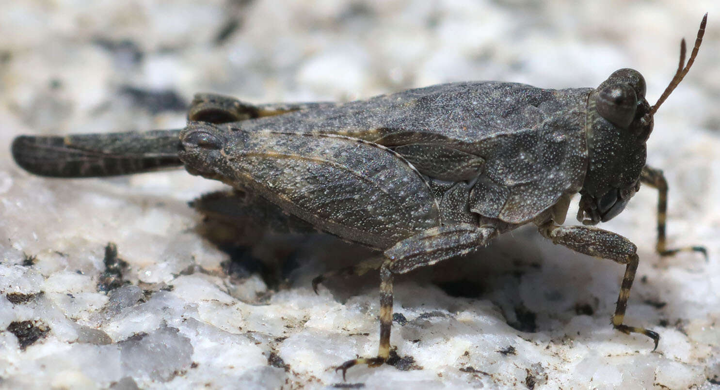 Image of Aztec Pygmy Grasshopper