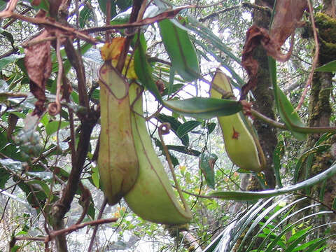 Слика од Nepenthes tentaculata Hook. fil.