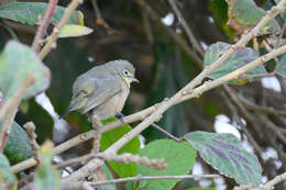 Imagem de Zosterops pallidus Swainson 1838