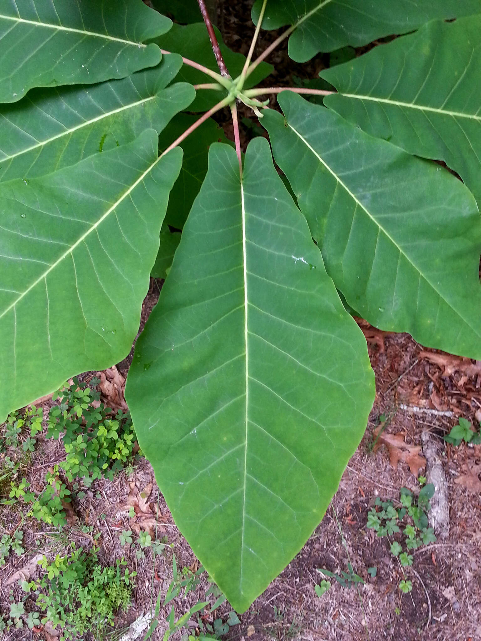 Image of Magnolia fraseri var. fraseri