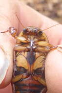 Image of Understriped Diving Beetle