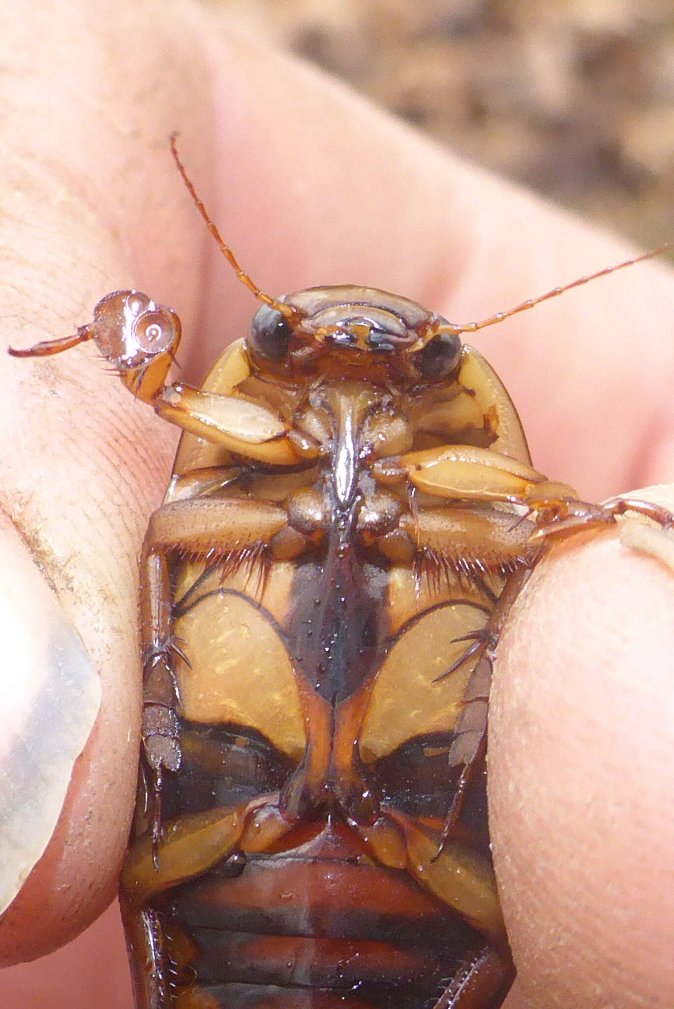 Image of Understriped Diving Beetle