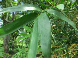 Image of Guadua angustifolia Kunth