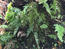 Image of Hymenophyllum demissum (G. Forst.) Sw.