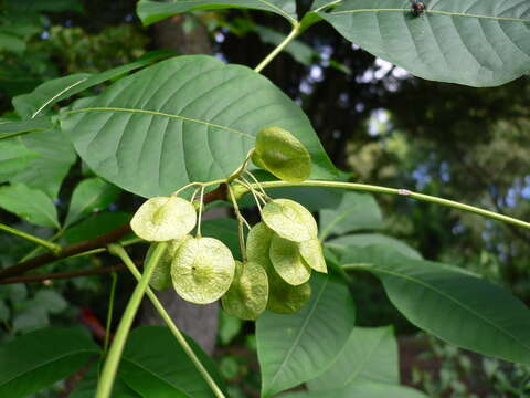 Image of common hoptree