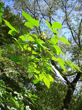 Image of common hoptree