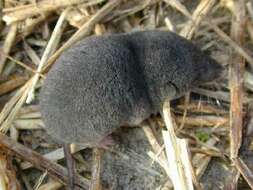 Image of shrews