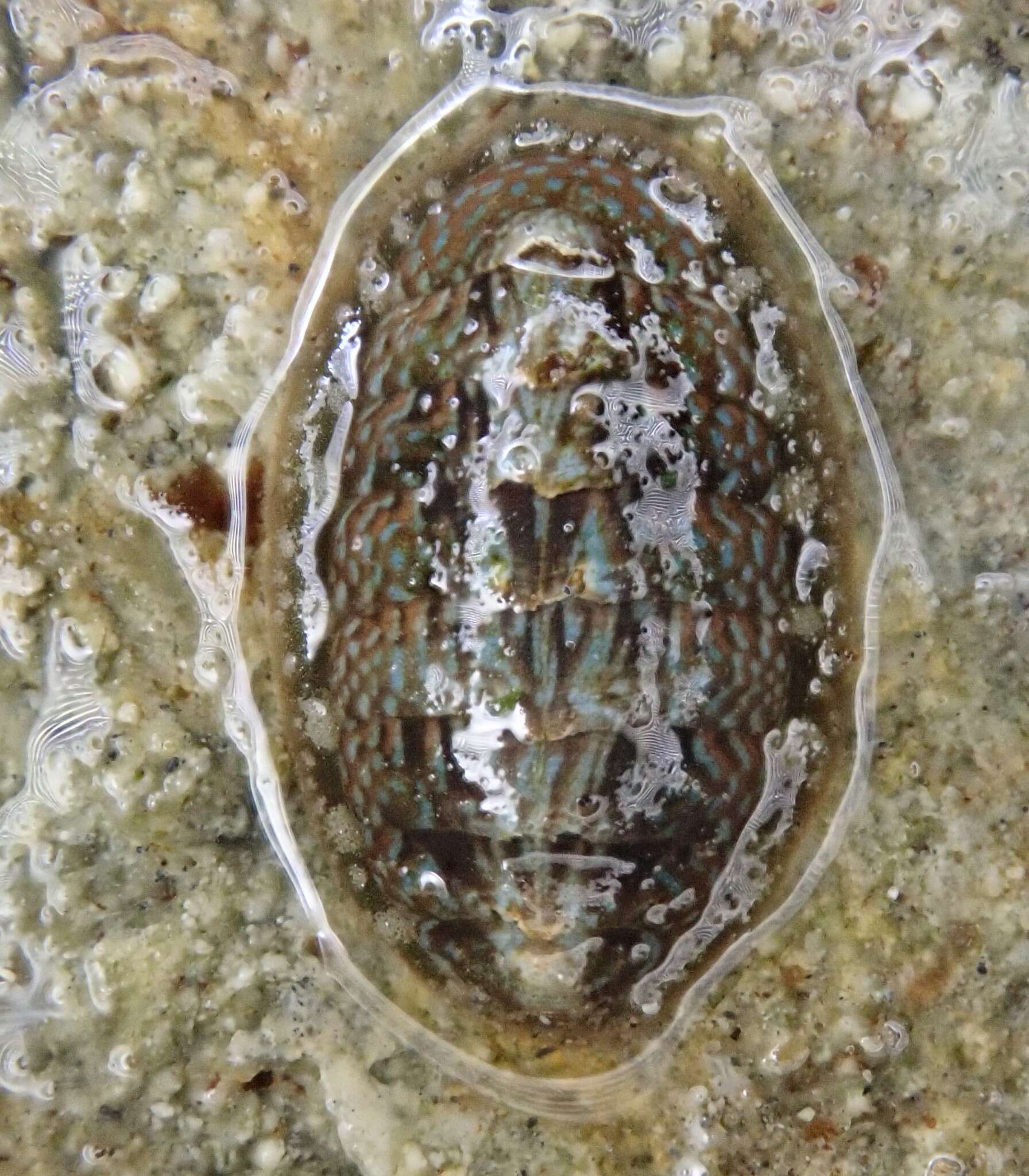 Image of Schizoplacidae Bergenhayn 1955