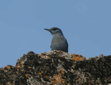 Image of Rock thrush