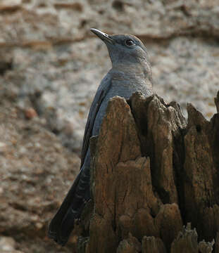 Image of Rock thrush