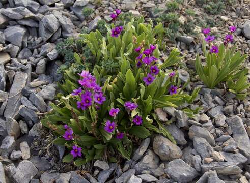 Image of Nevada primrose