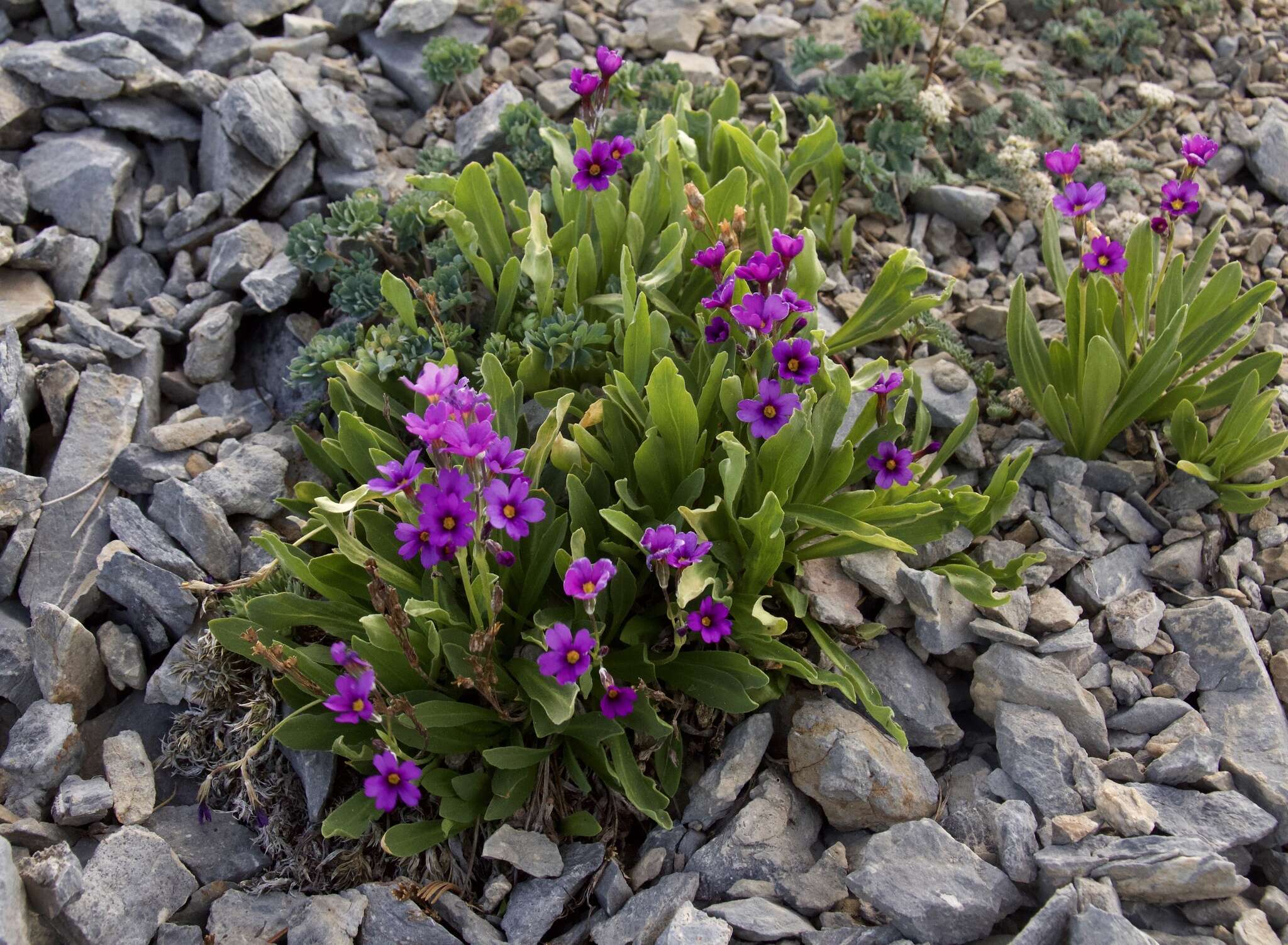 Image of Nevada primrose