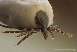 Image of hard ticks