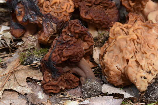 Imagem de Gyromitra venenata Hai J. Li, Z. H. Chen & Zhu L. Yang