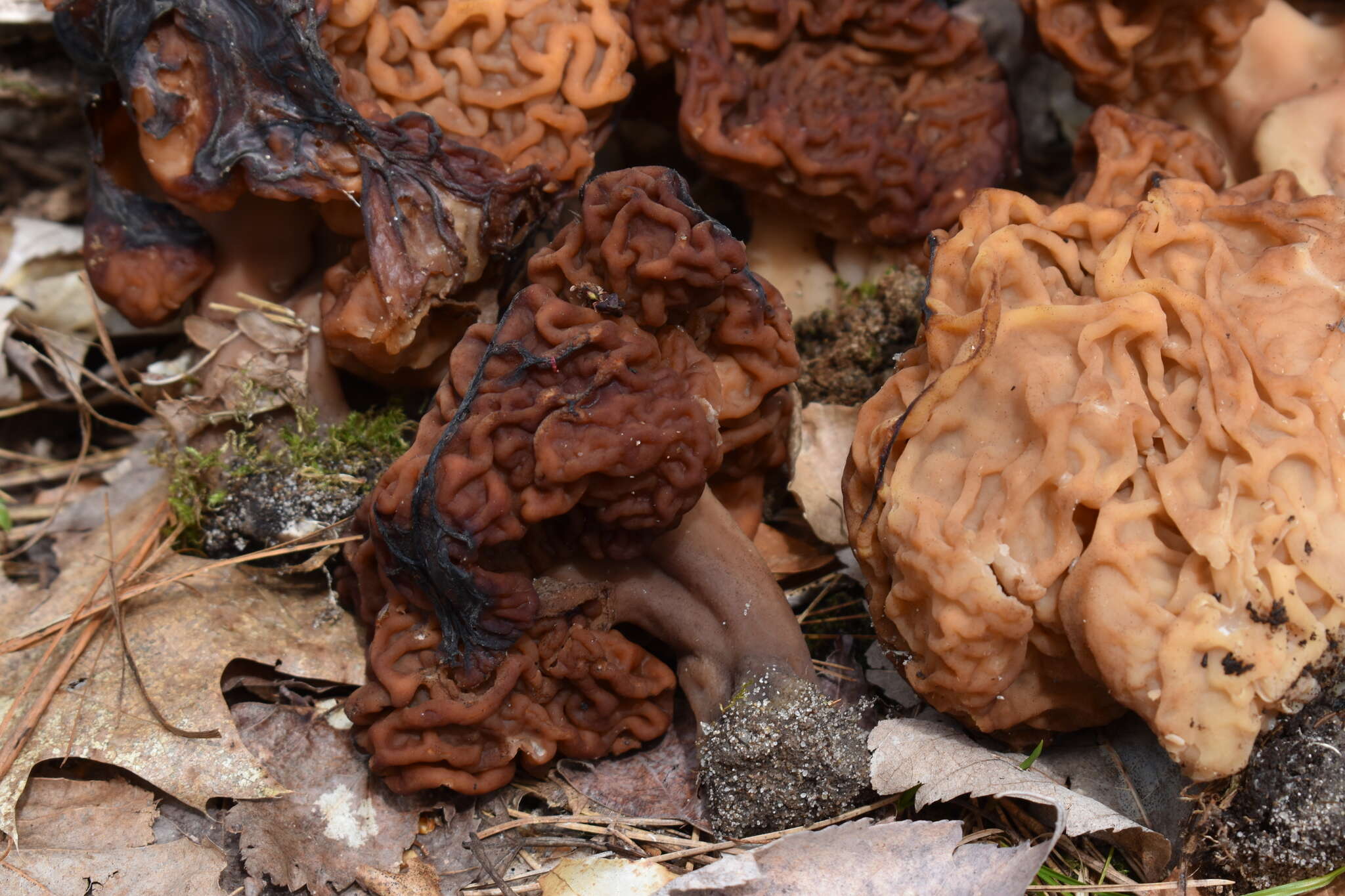 Gyromitra venenata Hai J. Li, Z. H. Chen & Zhu L. Yang resmi