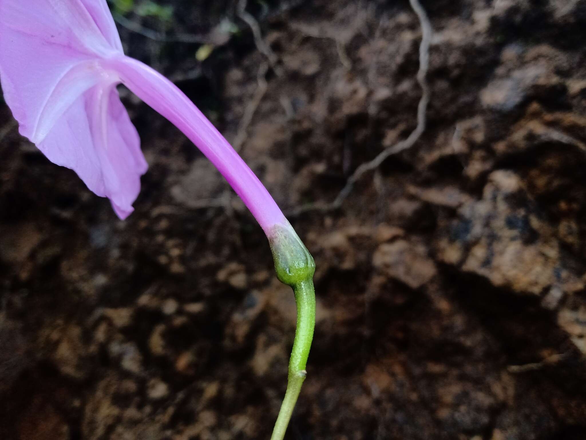 Слика од Ipomoea purga (Wender.) Hayne