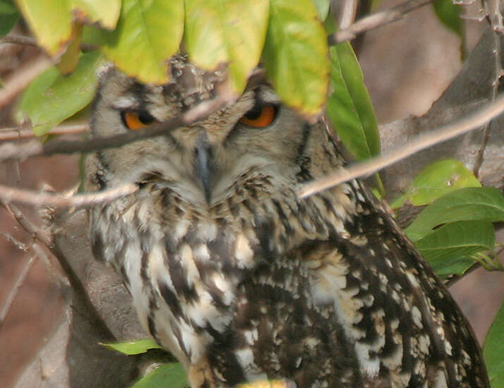 Image of Indian Eagle-Owl