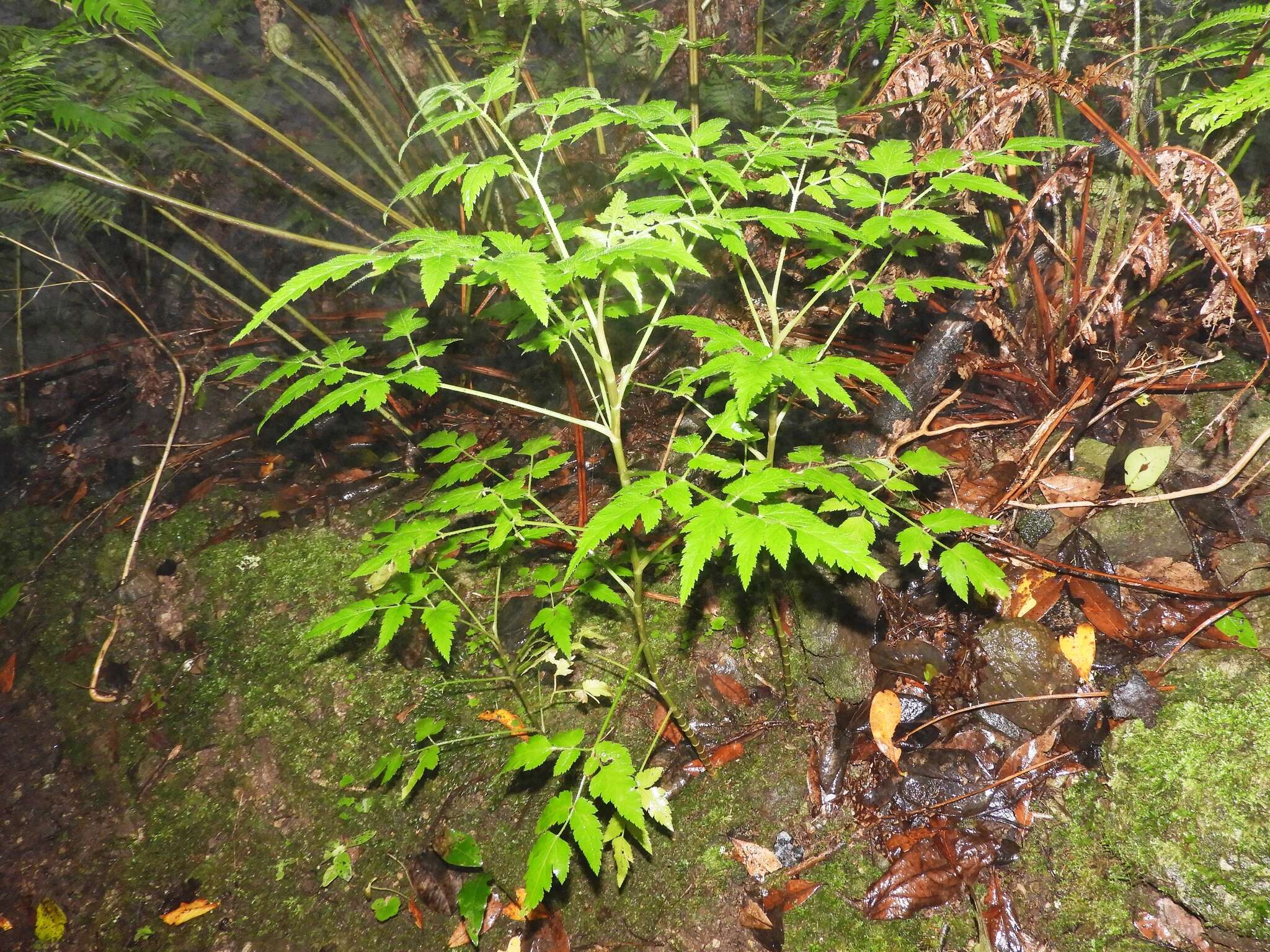 Слика од Daucus elegans (Webb ex Bolle) Spalik, Banasiak & Reduron