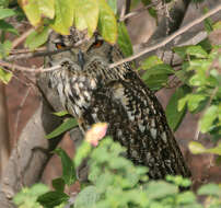 Image of Indian Eagle-Owl