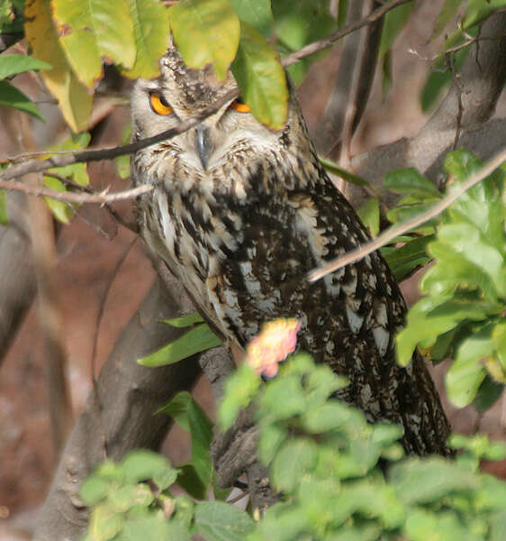 Слика од Bubo bengalensis (Franklin 1831)