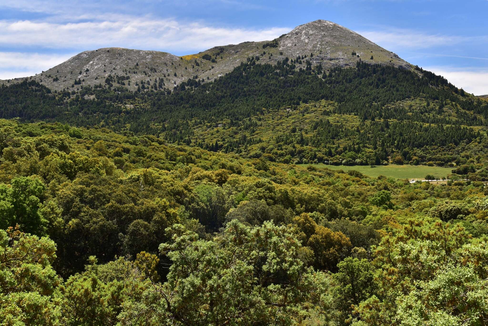 Image of Abies pinsapo var. pinsapo