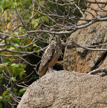 Image of Indian Eagle-Owl