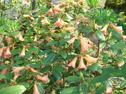 Imagem de Rhododendron cinnabarinum Hook. fil.