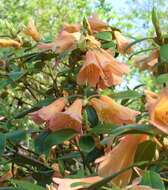 Imagem de Rhododendron cinnabarinum Hook. fil.