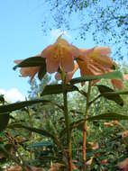 Imagem de Rhododendron cinnabarinum Hook. fil.