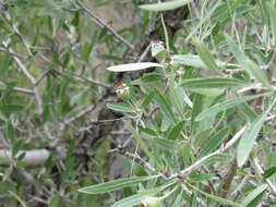 Image of Pyrus salicifolia Pall.